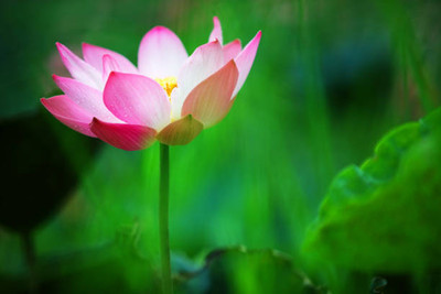 GGE NATURAL ITEM lotus,kamal gatta Seed(14 per packet)