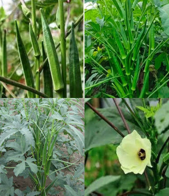 ibains Hybrid okra seeds beez 39 Seed(39 per packet)