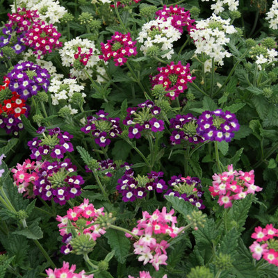Quentova Mammoth Verbena Flower-ROC-9A Seed(50 per packet)