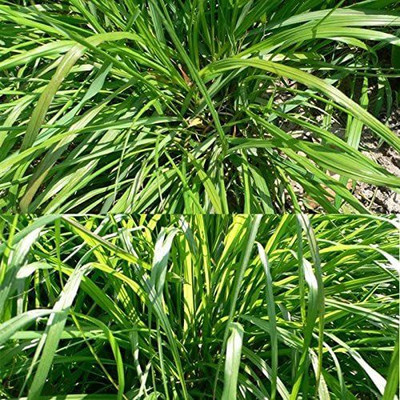 VibeX PUAS-60 - Fever GrassLemongrass - (250 Seeds) Seed(250 per packet)