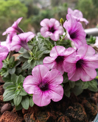CYBEXIS LX-64 - Petunia Hanging Flower Dwarf - (540 Seeds) Seed(540 per packet)