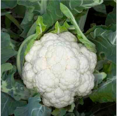 Quentova High Quality White Cauliflower-10R-VDI Seed(250 per packet)