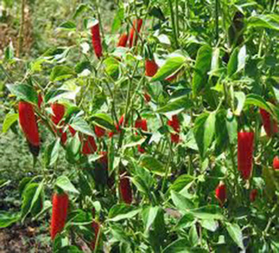 KNESSiN Long Red Serrano Pepper Seeds For Kitchen Gardening-(600 Seeds) Seed(600 per packet)