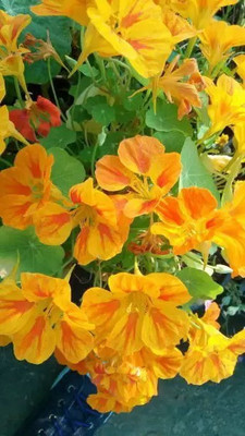 Aro Nasturtium Seed(20 per packet)