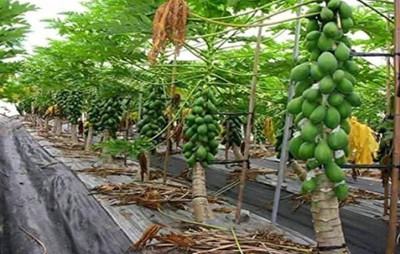 Khushi Prova PAPAYA Seed(60 per packet)