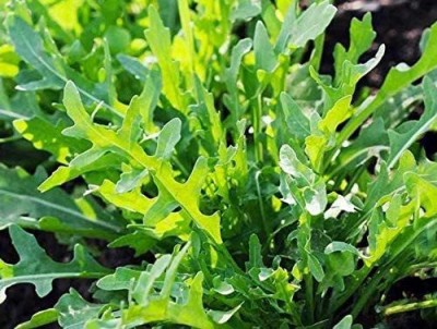 VibeX ATS-33 - Arugula Wild Rocket - (750 Seeds) Seed(750 per packet)