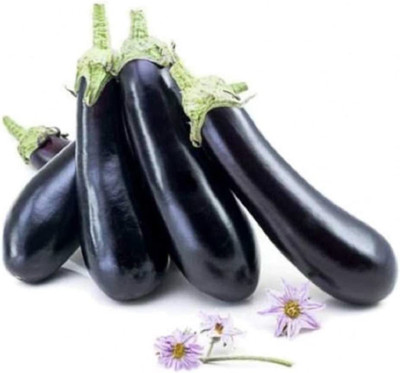 WILLVINE XLL-802 Brinjal Megal (Black)Non-GMO Seed(200 per packet)
