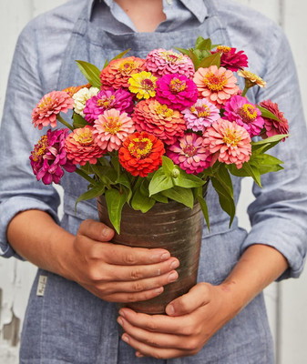 Qualtivate XLR-42 Imported Cut & Come Again Zinnia Seeds Seed(25 per packet)