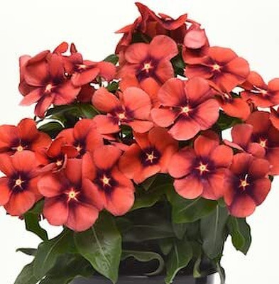 CRGO VINCA , SADABAHAR Seed(20 per packet)