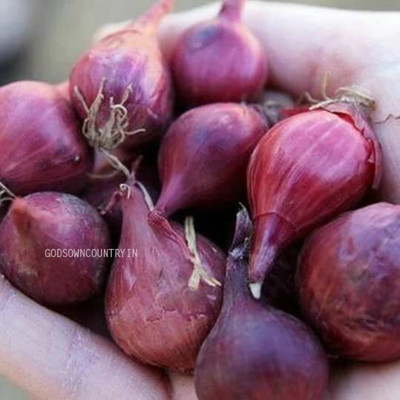 WILLVINE PUAS -X Red small Onion - purple onions, bulb onion [25g] Seed(15000 per packet)