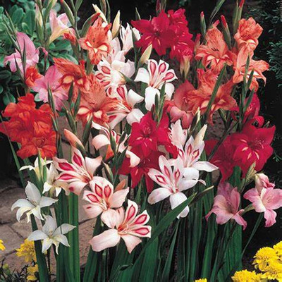 WILLVINE XLL-73 Large Size Bulbs Bright Mix Gladiolus Corms Seed(20 per packet)