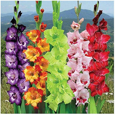 zabbus Gladiolus Flower Bulbs for Summer Season Seed(1 per packet)