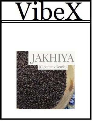 CYBEXIS Exotic - Cleome Viscosa Seeds 400 Seeds Seed(400 per packet)