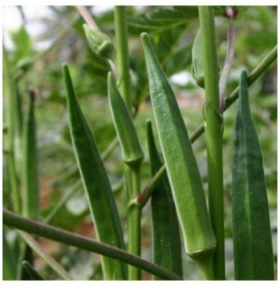 CRGO OKRA , BHINDI , LADYFINGER Seed(150 per packet)