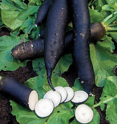 CYBEXIS Long Black Spanish Radish2400 Seeds Seed(2400 per packet)