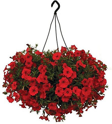 CYBEXIS Scarlet Red Petunia Seeds Plants Seeds Seed(50 per packet)