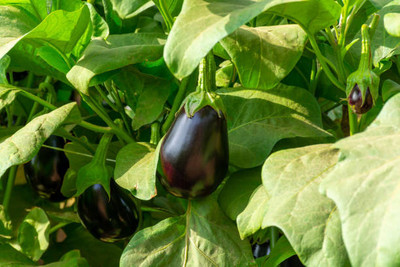AFARTIOBINA 76 PCS BRINJAL SEEDS Seed(76 per packet)