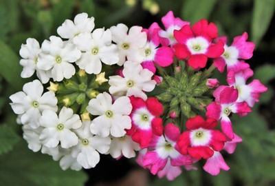 Quentova VERBENA Flower Mixed-ICRA-10A Seed(100 per packet)
