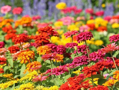 UGRA Zinnia - State Fair Mix Seed(5 per packet)