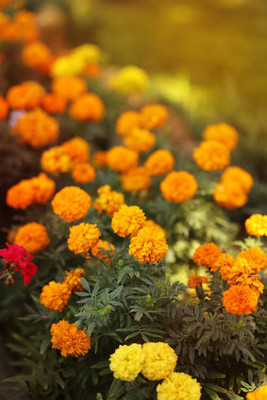 Epoojacart marigold/gende ka phool flower seeds Seed(50 per packet)
