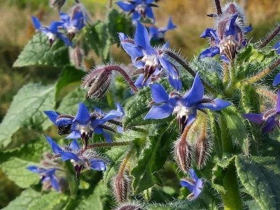 VibeX ® RXI-43 Borago Officinalis Blue Star Borage Seed(100 per packet)