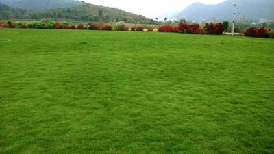 BDSresolve Lawn grass seeds for cold region PACK OF 33000 Seed(33000 per packet)