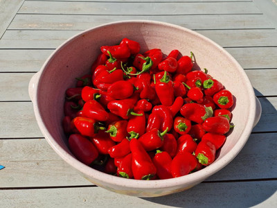 Biosnyg Open-Pollinated Lunch Box Red Capsicum Vegetable Seeds For Planting-(400 Seeds) Seed(400 per packet)