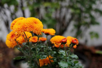 Shyamkripa Criation marigold/gende ka phool flower seeds Seed(75 per packet)
