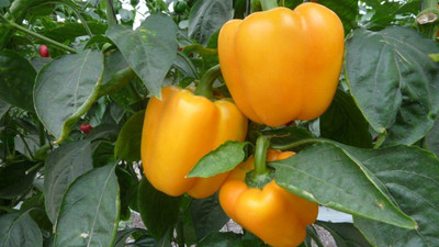 Qualtivate PUAS-6A F1 Capsicum Yellow Hybrid Seeds Seed(100 per packet)