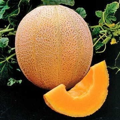 Qualtivate ICRA-4A Hale's Best Organic Musk Melon Seeds Seed(200 per packet)