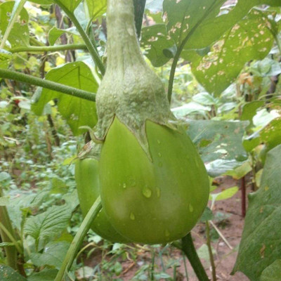 CYBEXIS Fast Germination Green Brinjal Eggplant Seeds1200 Seeds Seed(1200 per packet)