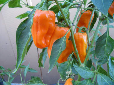 Biosnyg Organic Petit Marseillais Pepper Seeds For Kitchen Gardening-(1000 Seeds) Seed(1000 per packet)
