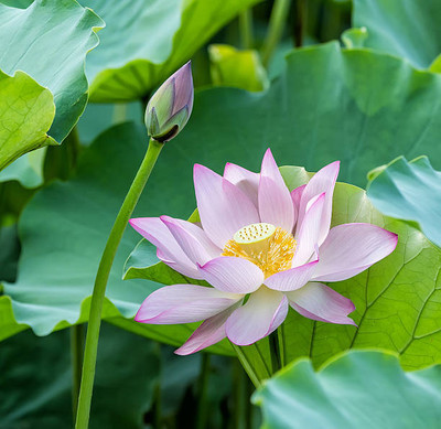 KUNJIKA JADIBOOTI lotus,kamal gatta Seed(15 per packet)