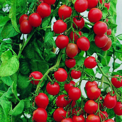 CYBEXIS Tomato Cherry Gardener's Delight Seeds Open Pollinated Variety2000 Seeds Seed(2000 per packet)
