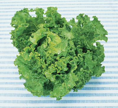 CYBEXIS XLR-91 - Green Ice Lettuce - (1350 Seeds) Seed(1350 per packet)