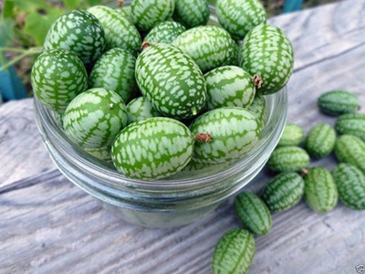 VibeX ® LXI-514 Mexican Sour Gherkin Cucumber Seed(200 per packet)
