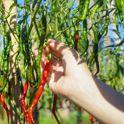 KNESSiN Organic Slim Long Cayenne Pepper Vegetable Seeds For Planting-(600 Seeds) Seed(600 per packet)