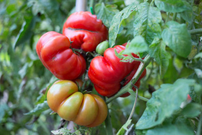 BrijBooti tomato Seed(135 per packet)