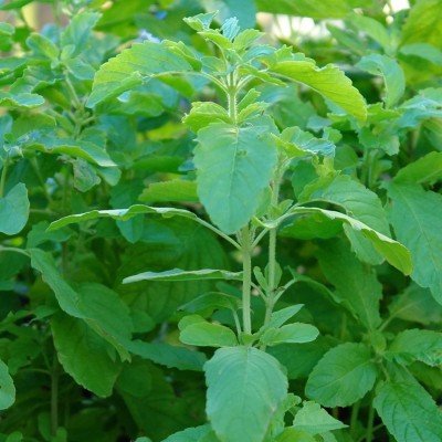 SUNWAN Kaprao Basil 'Rama Tulsi' (Ocimum sanctum) Seed(50 per packet)