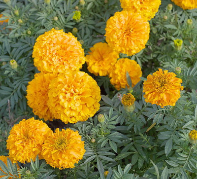 Greenco marigold/gende ka phool flower seeds Seed(50 per packet)