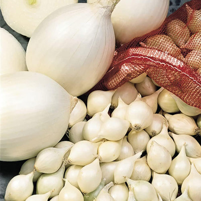 Biosnyg Non GMO Large White Onion Vegetable Seeds for Garden-(750 Seeds) Seed(750 per packet)
