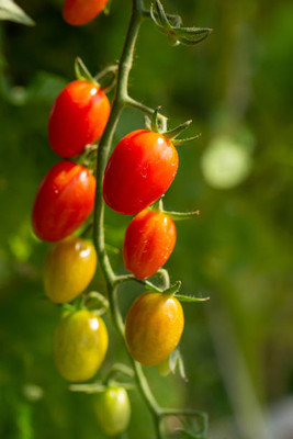 Wellspring tomato Seed(100 per packet)