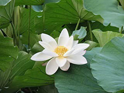 MAA Lotus Seed(24 per packet)