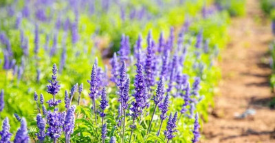 Qualtivate HUA-2A Salvia Blue Sage Flower Seeds Seed(100 per packet)
