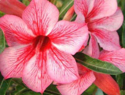 Qualtivate NBIR-573 Single Layer Flower Adenium Obesum Seed(30 per packet)