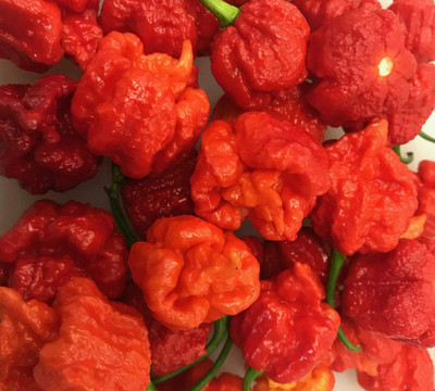 Biosnyg F1 Hybrid Hurt Berry Hot Pepper Vegetable Seeds For Planting-(4000 Seeds) Seed(4000 per packet)