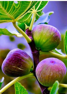 seedx Fig Anjeer, Anjeer Plant seeds, Ficus carica Seed(54 per packet)