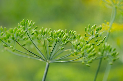 Quentova Dill Seed! Anethum graveolens Bouquet-HQ-2E Seed(200 per packet)