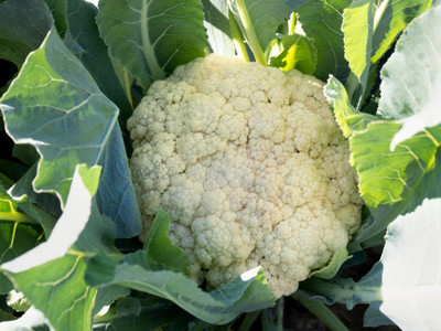 sbseeds white cauliflower,gobhee seeds Seed(30 per packet)