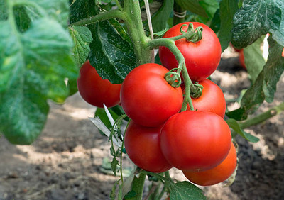 Desi Nushke tomato Seed(60 per packet)
